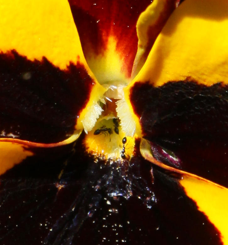 pansy Viola × wittrockiana closeup showing tiny ants collecting nectar 