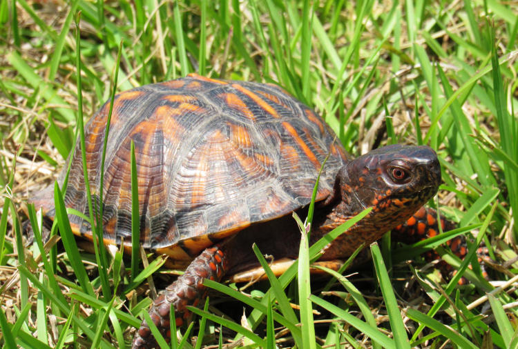 likely female eastern box turtle Terrapene carolina carolina on road verge showing scute ridges