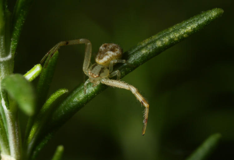 possible white-banded crab spider Misumenoides formosipes  on rosemary leaf