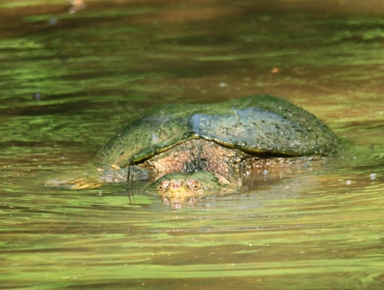 common snapping turtle Chelydra serpentina negotiating mud flat channel