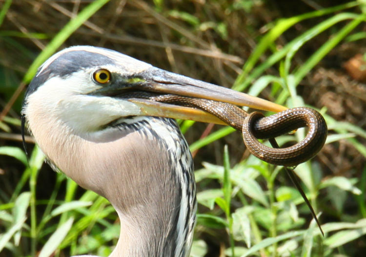 great blue heron Ardea herodias herodias on bank of Eno River with captured red-bellied water snake Nerodia erythrogaster