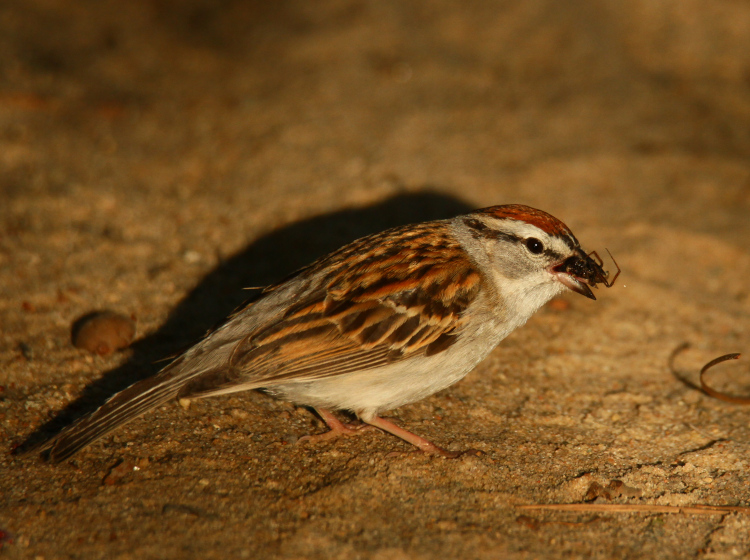 chipping sparrow Spizella passerina with captured spider prey