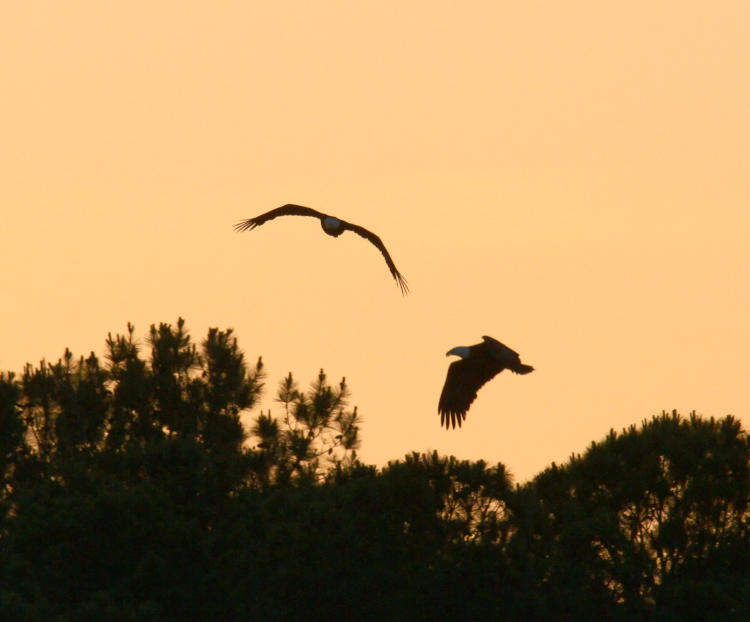 pair of silhouetted bald eagles Haliaeetus leucocephalus leaving roosting spot after sunset