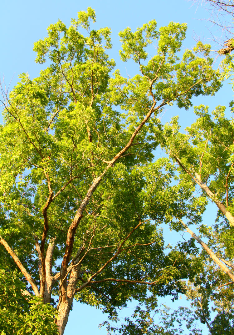 unidentified tree in setting sunlight