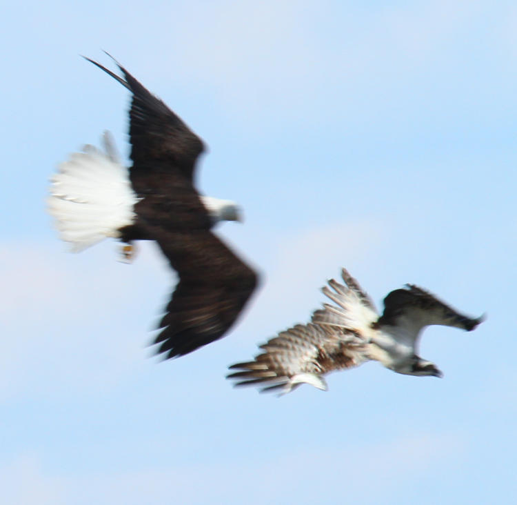 bald eagle Haliaeetus leucocephalus harassing osprey Pandion haliaetus into dropping its fish