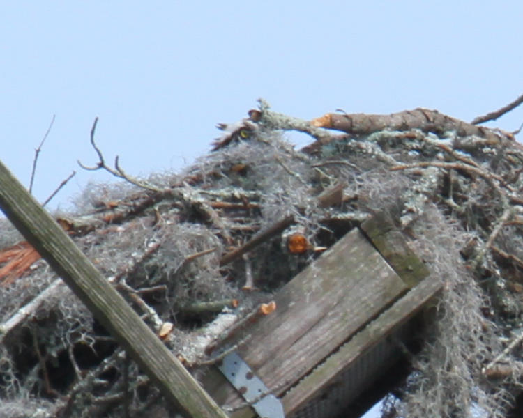 osprey Pandion haliaetus barely peering out of nest on heavily leaning nest platform.