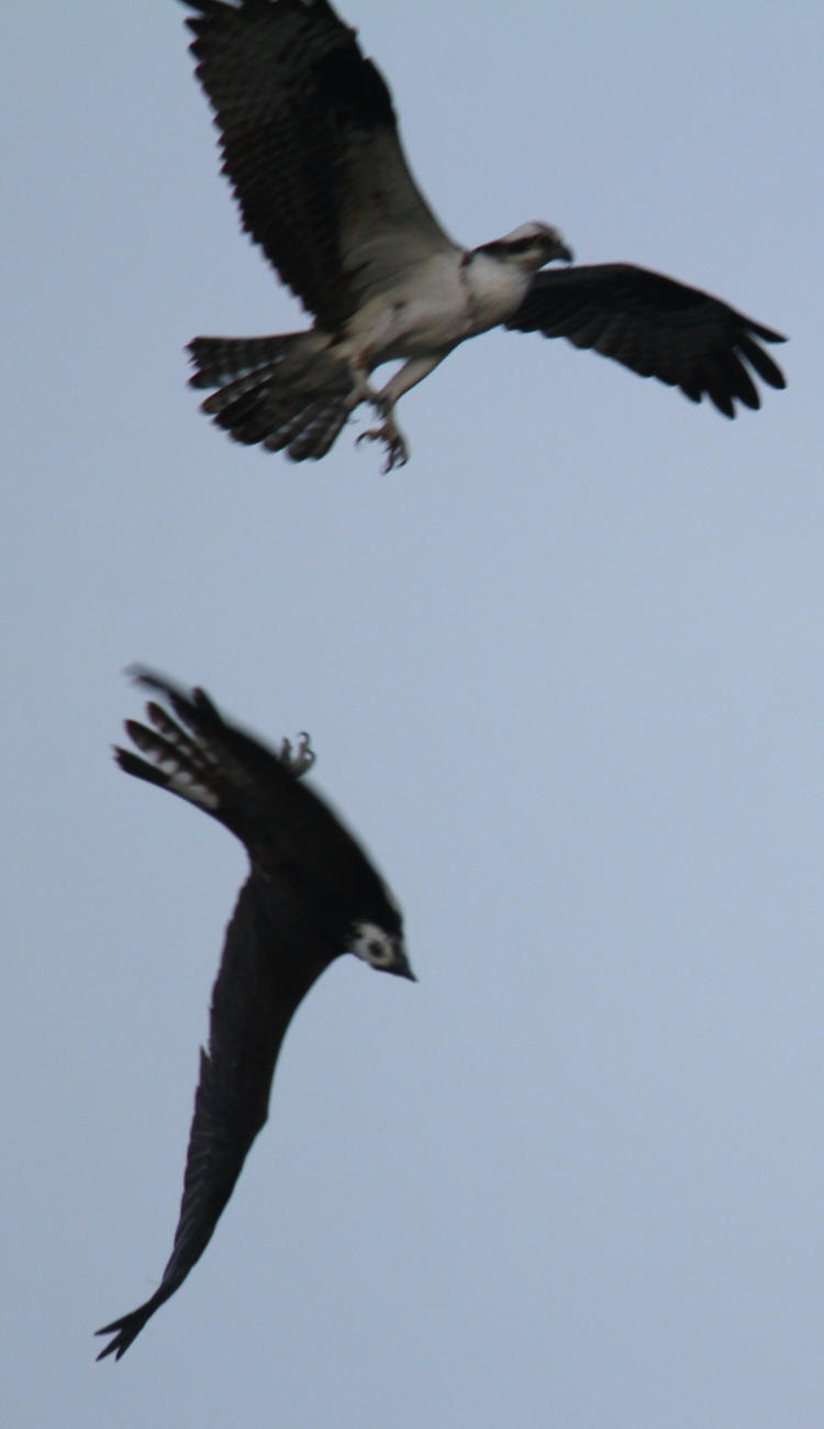 osprey Pandion haliaetus diving away from midair encounter with another