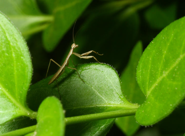 newborn Chinese mantis Tenodera sinensis on vinca leaf