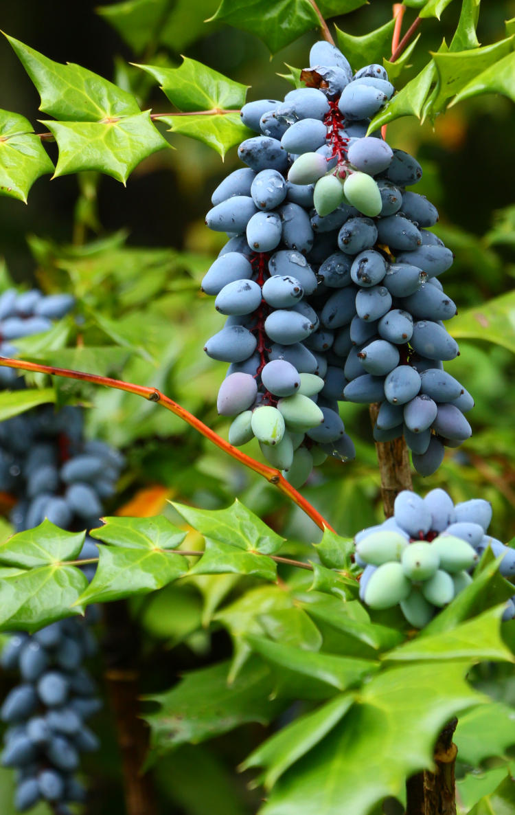 ripe fruit of Oregon grape holly Mahonia aquifolium