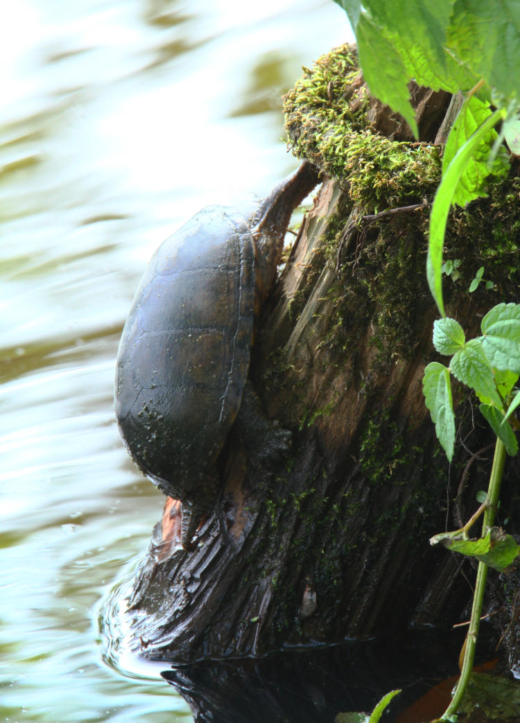 likely common musk turtle Sternotherus odoratus perched vertically