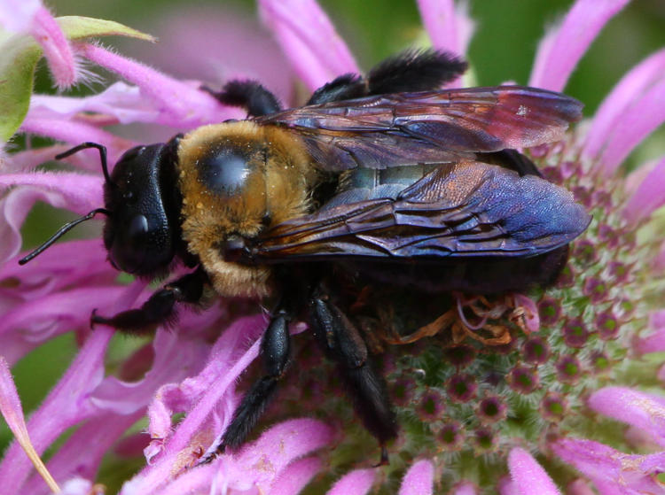sluggish unidentified carpenter bee on wild bergamot Monarda fistulosa