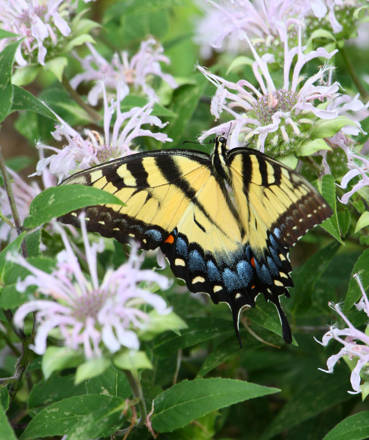 eastern tiger swallowtail Papilio glaucus on wild bergamot Monarda fistulosa blossoms