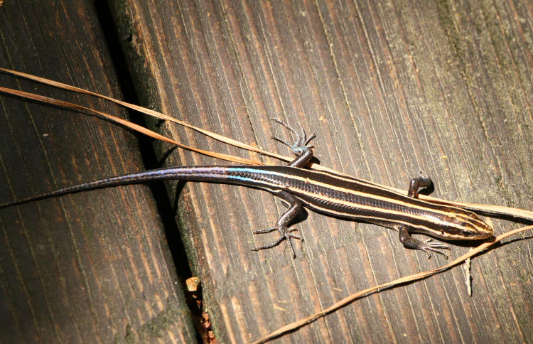 younger American five-lined skink Plestiodon fasciatus showing evidence of regrown tail