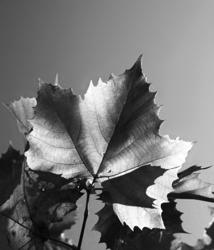 backlit leaf clipped to red channel in greyscale with contrast increase
