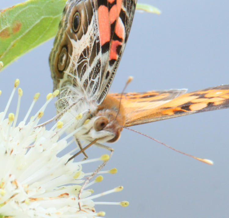 close up of painted lady butterfly Vanessa cardui feeding from buttonbush Cephalanthus occidentalis blossom