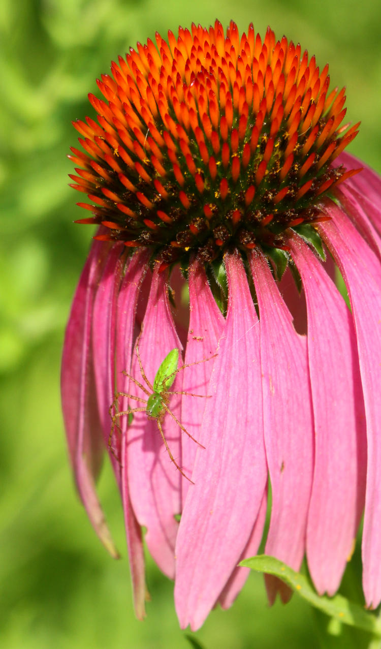 green lynx spider Peucetia viridans starkly obvious on purple coneflower Echinacea purpurea petals