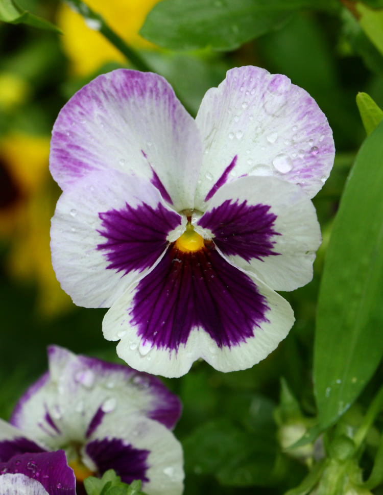 slightly wet pansy Viola x Wittrockiana blossom