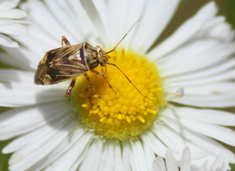 unidentified bug Hemipteran on unidentified aster