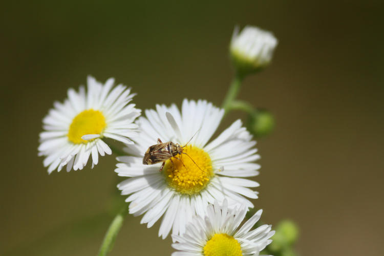 unidentified bug Hemipteran on unidentified aster