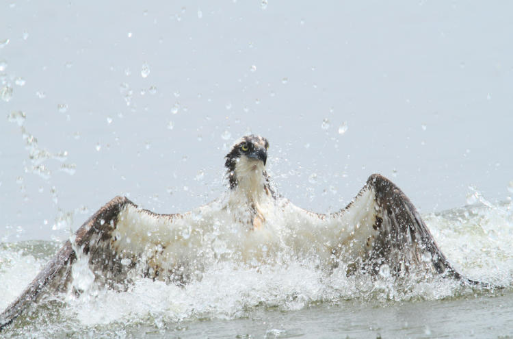 osprey Pandion haliaetus emerging from water after unsuccessful dive for a fish