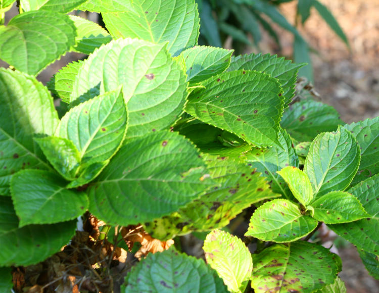 hydrangea bush with hidden occupant