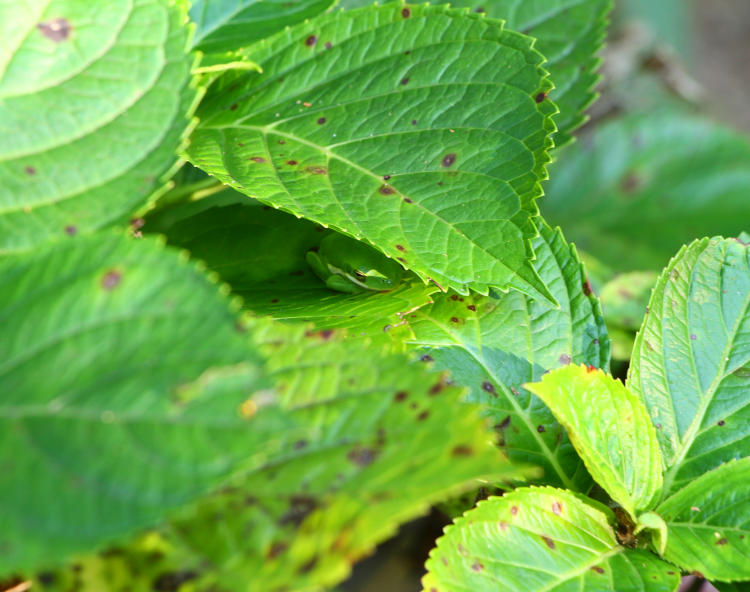 hydrangea bush with hidden green treefrog Dryophytes cinereus