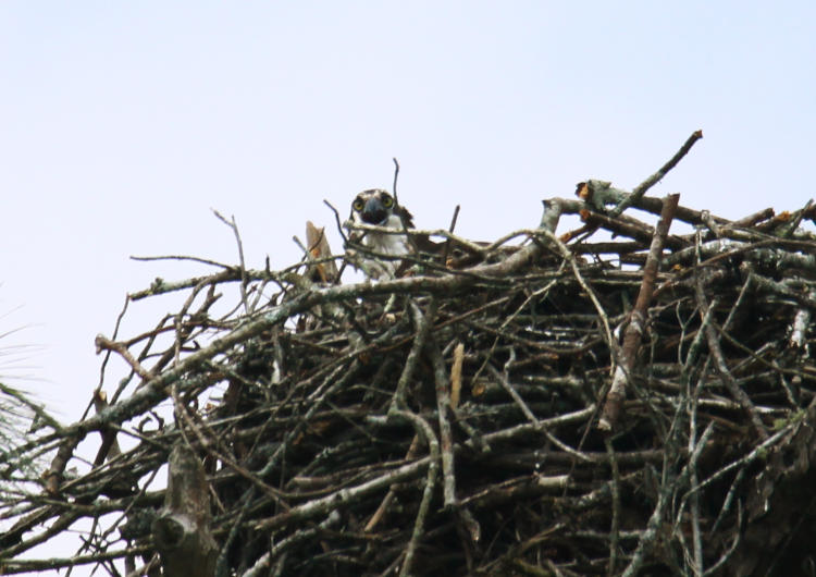 osprey Pandion haliaetus on nest glaring at photographer while calling