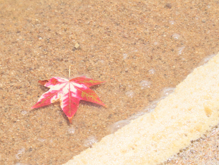 leaf of American sweetgum Liquidambar styraciflua floating near surfline on Jordan Lake