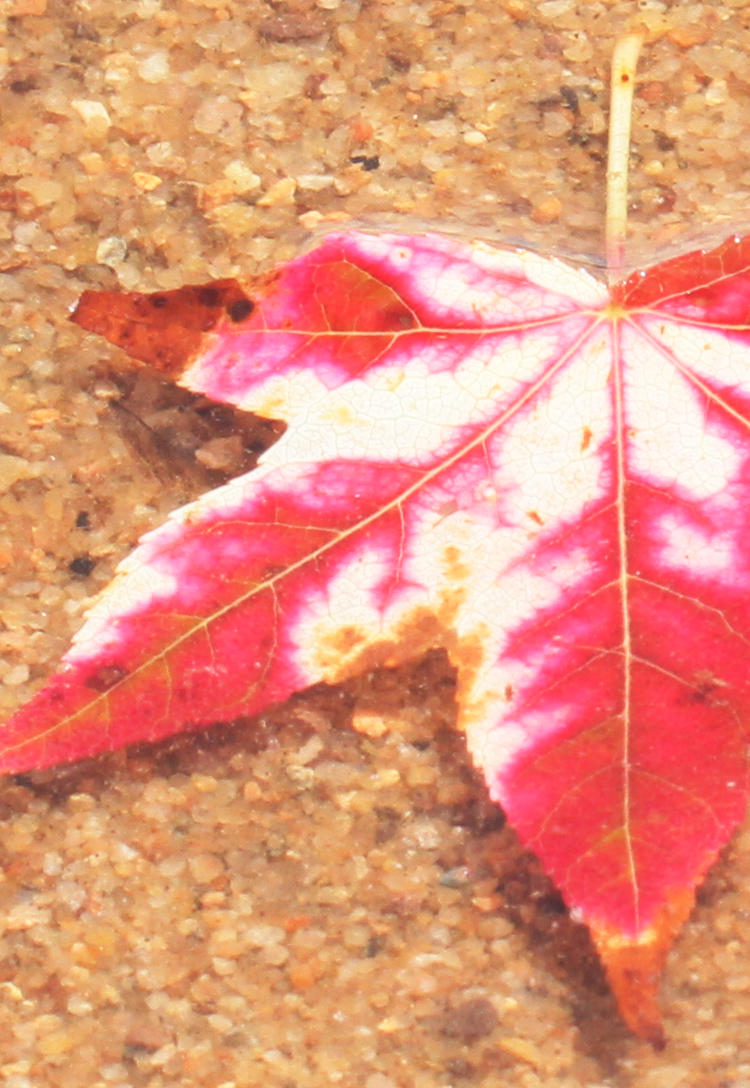 detail of dead leaf of American sweetgum Liquidambar styraciflua