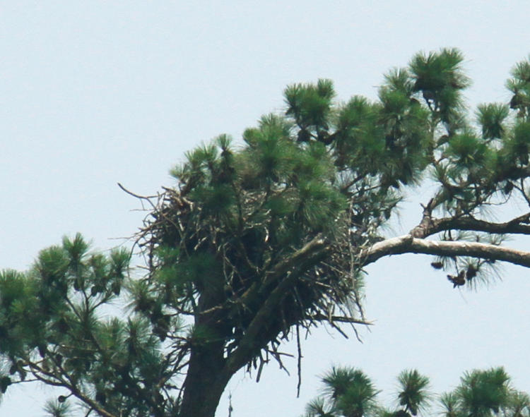 osprey Pandion haliaetus nest showing no signs of occupancy