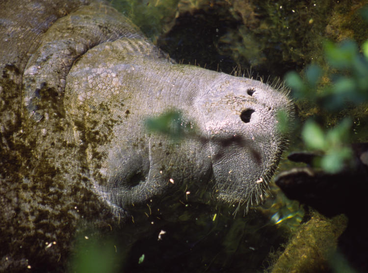 North American manatee Trichechus manatus surfacing for food in Ellie Schiller Homosassa Springs Wildlife State Park, Florida