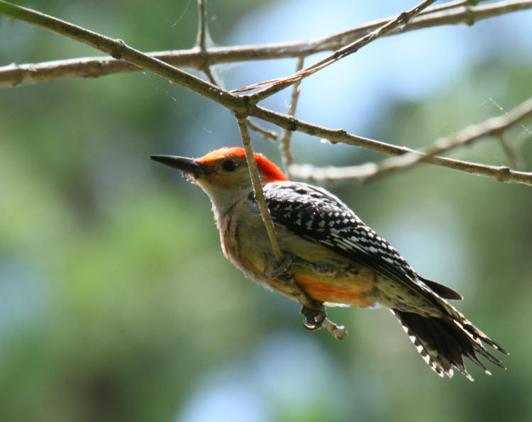 red-bellied woodpecker Melanerpes carolinus, possibly juvenile, perched on bare branch