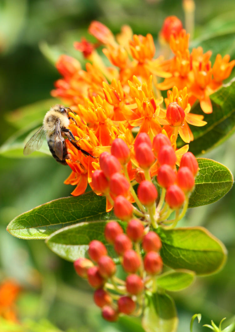 milkweed flowers with possible honeybee mimic pollinating