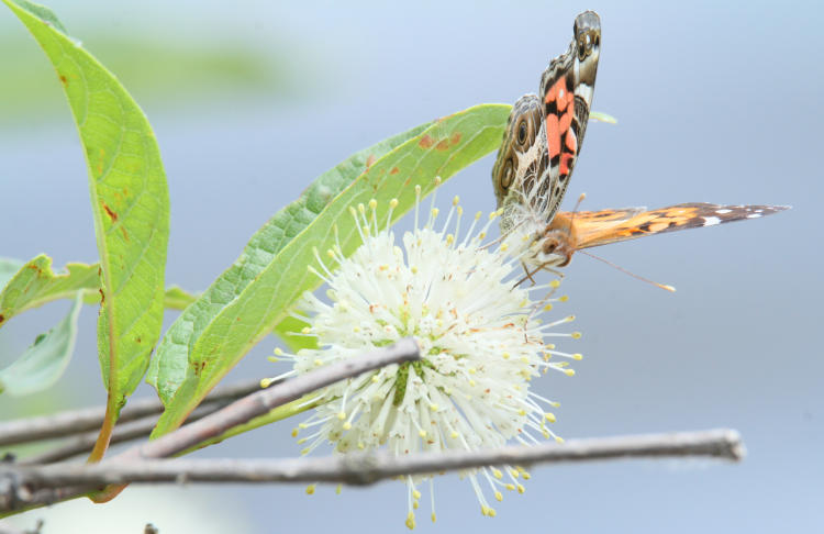 painted lady butterfly Vanessa cardui feeding from buttonbush Cephalanthus occidentalis blossom