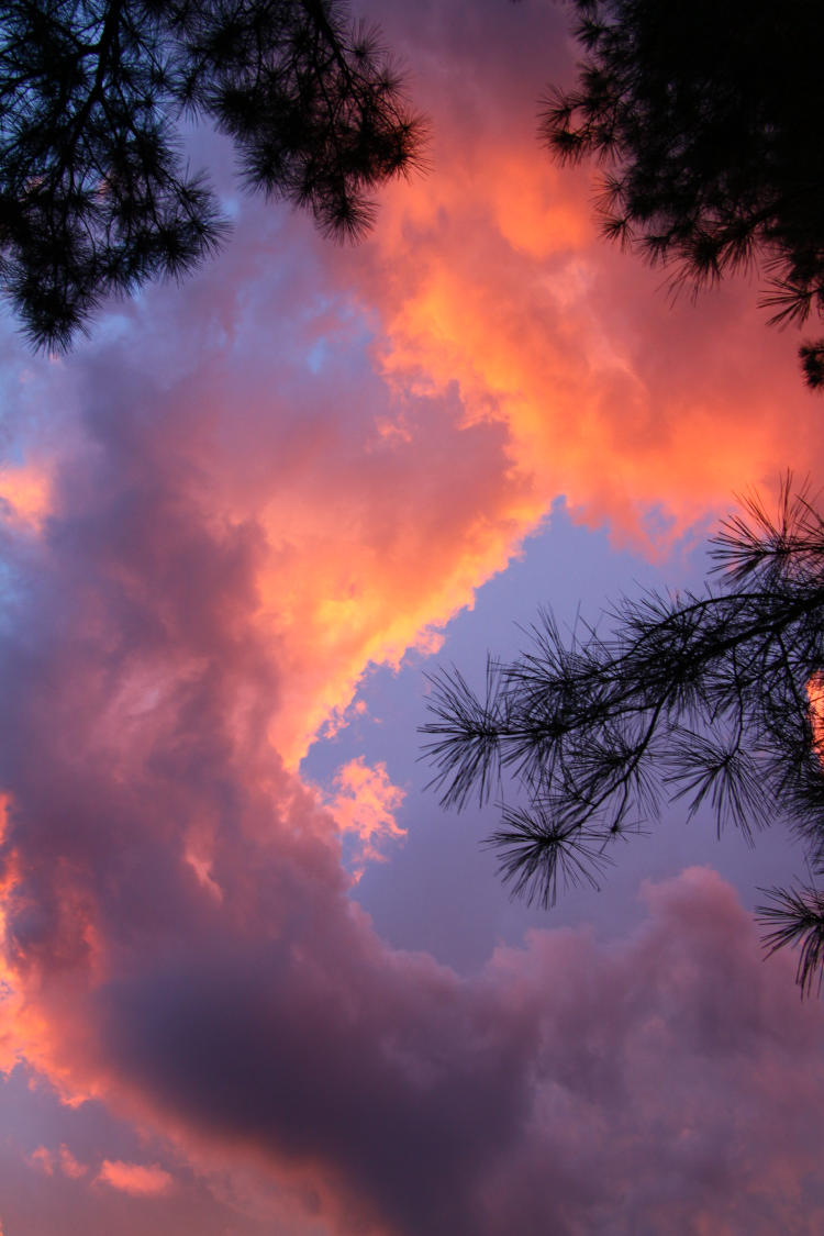 twisted colorful sunset clouds surrounding pine branches