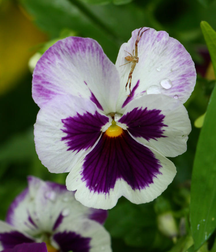 pansy Viola x Wittrockiana blossom with raindrops and crab spider Thomisidae