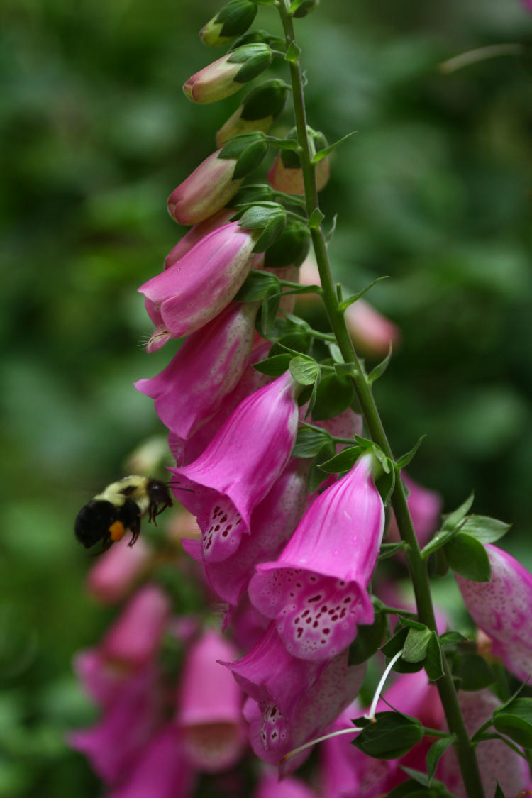 Pink Panther foxglove Digitalis x 'Pink Panther' blossoms being visited by carpenter bee
