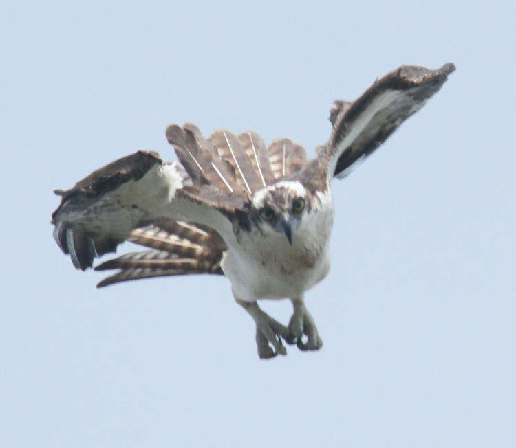 osprey Pandion haliaetus extending glide slightly in stoop