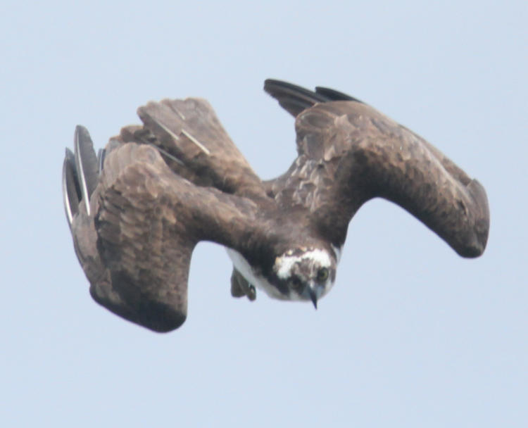 osprey Pandion haliaetus  with wings tucked in stoop