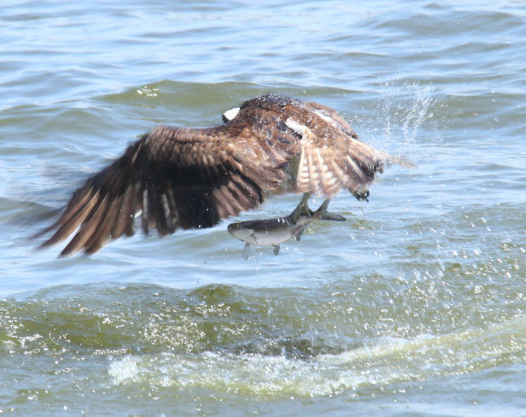 osprey Pandion haliaetus rising from water with fish