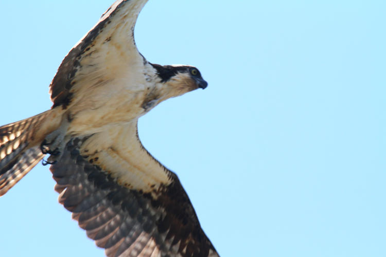 osprey Pandion haliaetus overhead