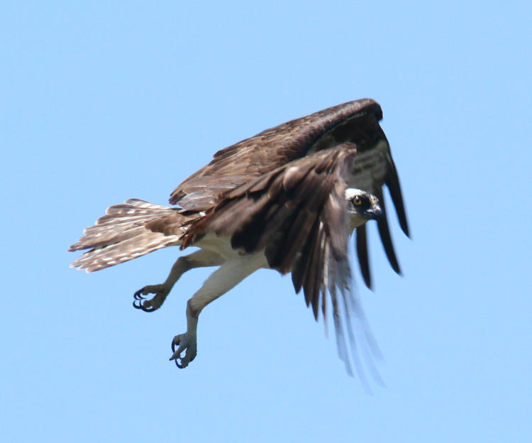 osprey Pandion haliaetus peeking sideways from under winder during 'backing'