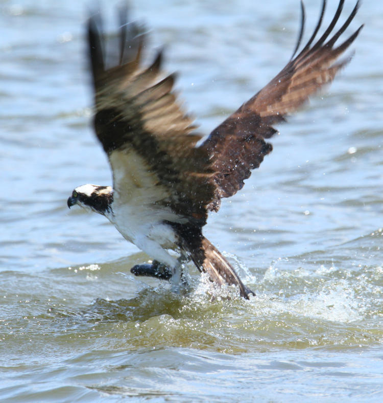 osprey Pandion haliaetus rising from water with fish