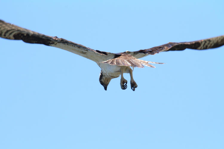 osprey Pandion haliaetus with talons dropped in anticipation