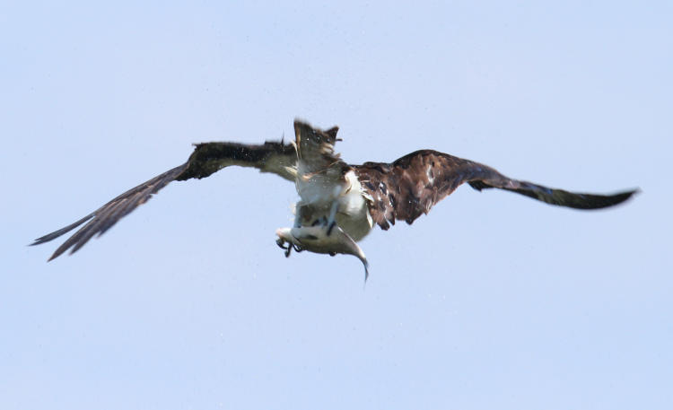 osprey shaking itself of water as it climbs out with a fish