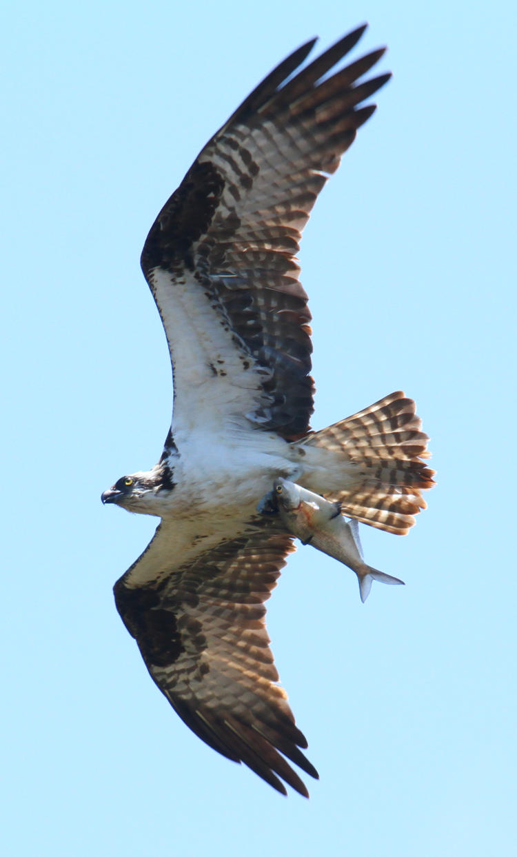 osprey Pandion haliaetus flying off with fish capture