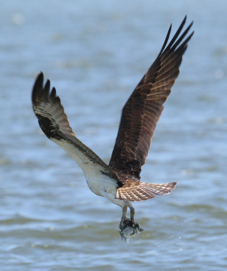 osprey Pandion haliaetus flying off with fish