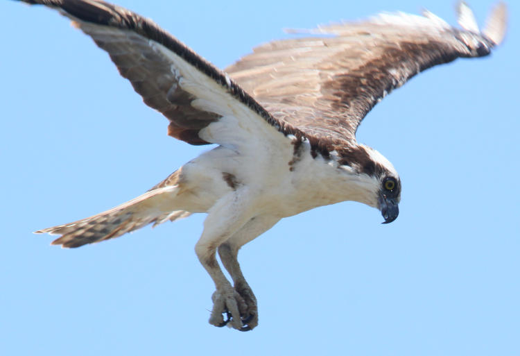 osprey Pandion haliaetus in midair preparing to dive