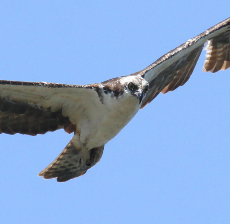 osprey Pandion haliaetus gliding overhead