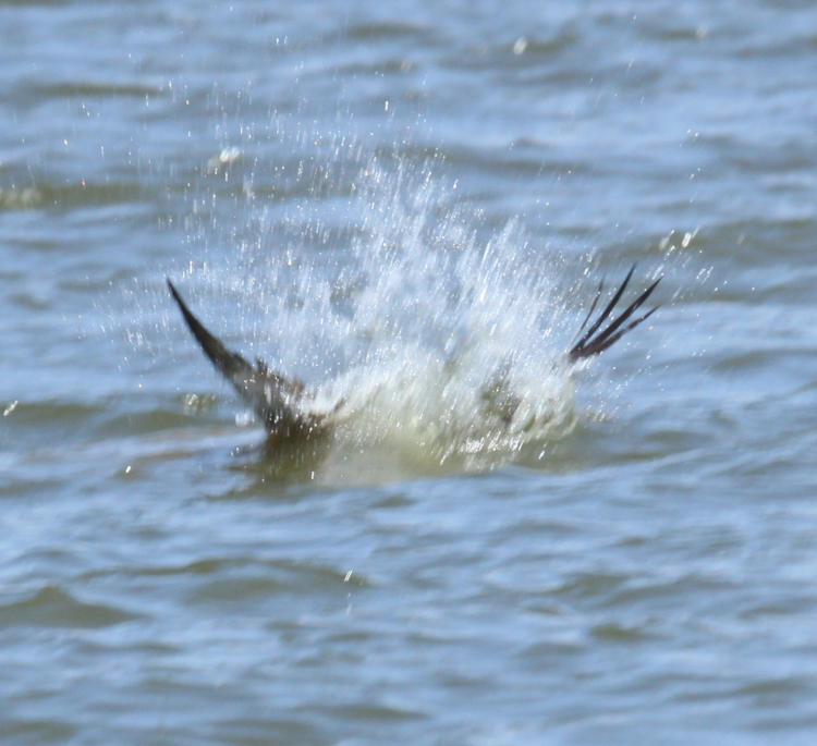 osprey Pandion haliaetus entering water